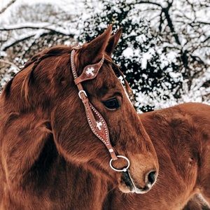 ISO/ tripping collar nothing over 40$ shipped.